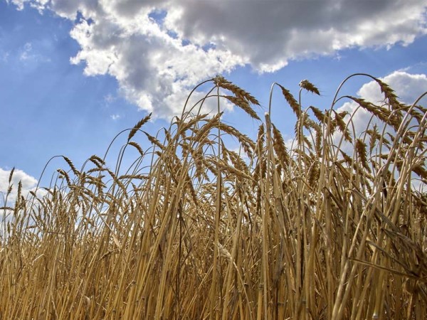 Weather and geopolitics weigh on grain prices
